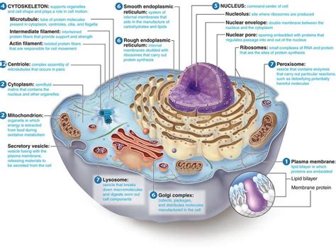 6 Animal Cell Labeled Biological Science Picture Directory