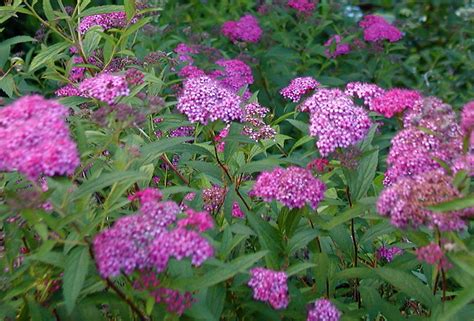These spireas bloom on new wood from spring through summer and usually have purple or pink. Spirea, a Great Low Maintenance Shrub - Deb's Garden - Deb ...