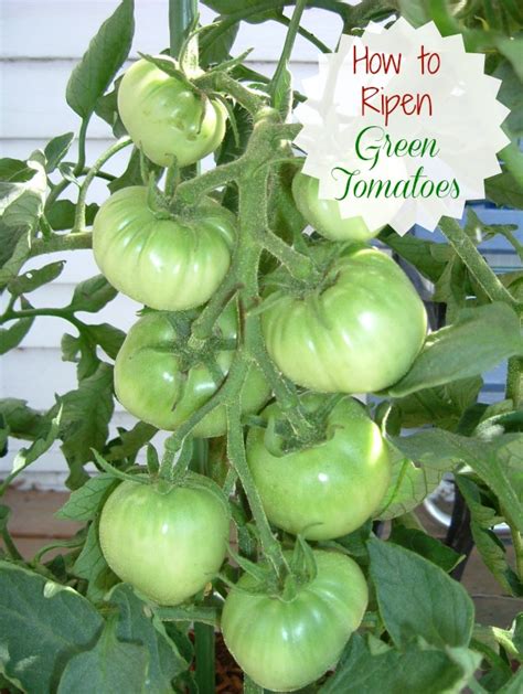 Ripen Green Tomatoes Indoors Easy Kitchen Tip