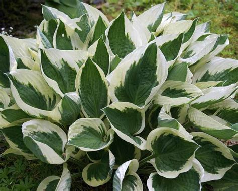 Dappled sunlight works best for more colourful varieties. Product Viewer - Hosta Minuteman