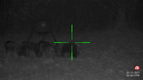 Hunting Hogs In Texas At Night Youtube
