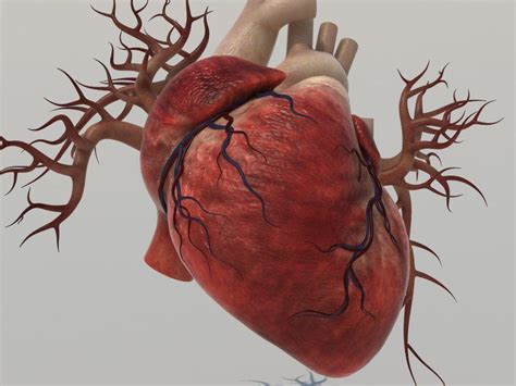 Human Heart Wallpapers Top Free Human Heart Backgrounds Wallpaperaccess