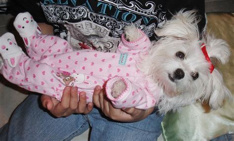 Personalization is free & preview everything online. so cute! Maltese pup wearing pajamas and bunny slippers ...