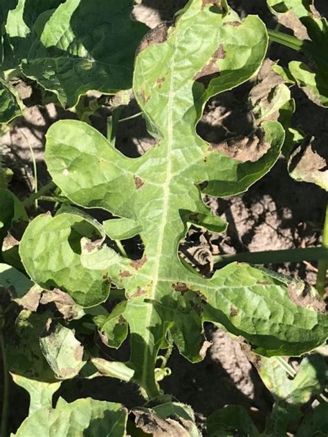 Watermelon Update June Panhandle Agriculture