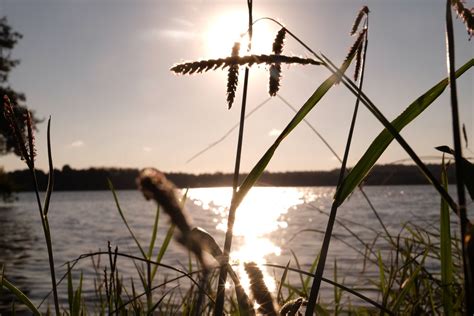 Free Images Tree Water Nature Grass Branch Plant Sunset