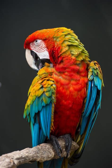 A Colorful Parrot Sitting On Top Of A Tree Branch Next To A Dark