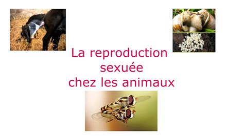 La Reproduction Sexuée Chez Les Animaux التوالد الجنسي عند الحيوانات