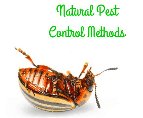Check spelling or type a new query. Natural Garden Pest Control - A Healthier & Safer Solution