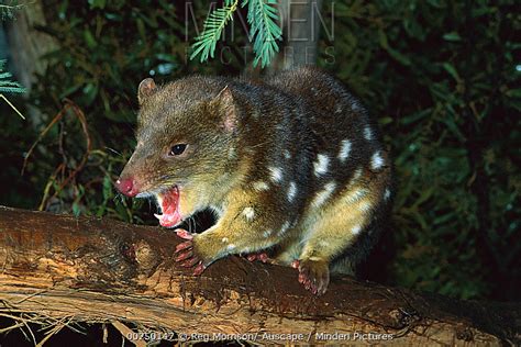 Spotted Tailed Quoll Stock Photo Minden Pictures