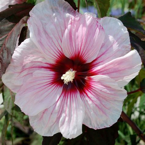This may make you think the. Crown Jewels Hardy Hibiscus Plants for Sale (Rose Mallow ...