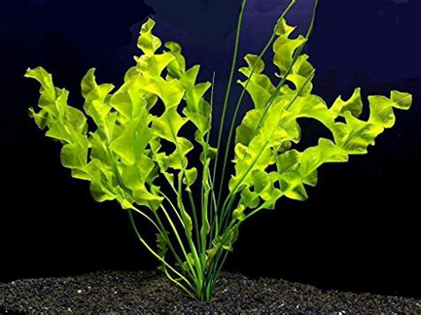 13 Best Freshwater Aquarium Plants Reviewed Aqua Movement