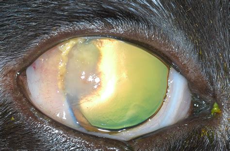 A piece according to thomas kern, dvm, associate professor of ophthalmology at cornell university's college of veterinary medicine, the most frequent cause is. Image Gallery: Eosinophilic Keratitis in Cats | Veterinary ...