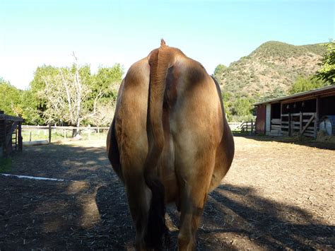 Cow Butt Eugene Kim Flickr