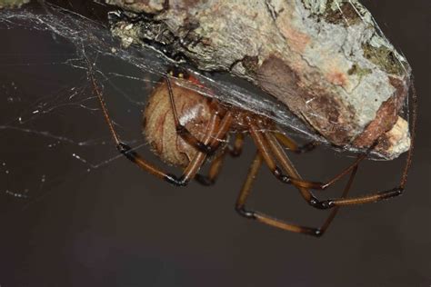 Spider Control Black Widows Action Pest Management Broken Arrow