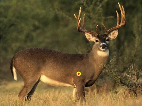 Ideal Shot Placement For Crossbow Hunting Whitetails Tenpoint