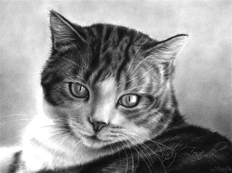 So it's important to enhance the fish production department. 25 asombrosos dibujos de gatos - Arte Feed