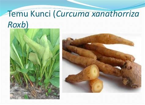 Selain itu dapat berefek pada pelarutan batu ginjal kalsium secara in vitro. Mengenal Khasiat Manfaat Tumbuhan Temu Kunci | Pinang Super