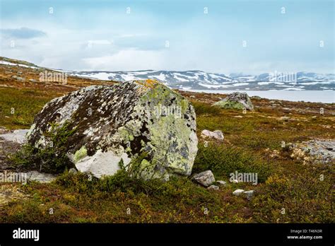 Stones Boulders Covered With Moss Norwegian Climate Norway Landscapes