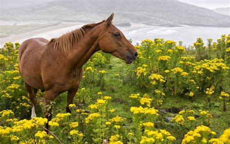 Horse In A Field Of Yellow Flowers Stock Image Image Of
