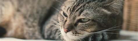 As children, pets taught us bits and pieces of how life works. Senior Cat Care - Keeping Older Pets Healthy with McLean ...