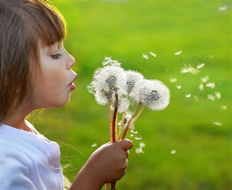 Child Blowing Dandelions Stock Photos Pictures And Royalty Free Images