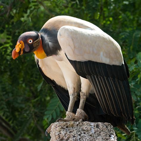 Birds Show In Jungle Park Tenerife King Vulture Kara Nagai Flickr