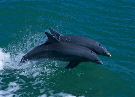 Marine Life Dolphins Naples Florida Dolphins Dolphin