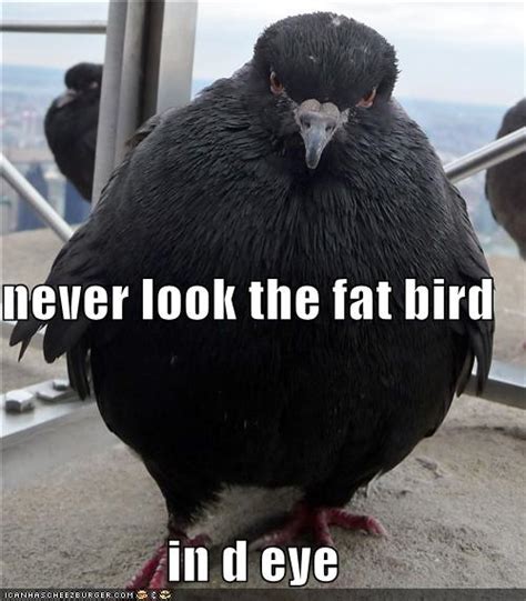 Funny Fat Birds Funny Animal