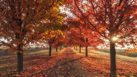 1366x768 Autumn Fall Season Trees 4k 1366x768 Resolution