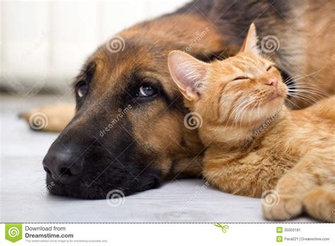 German Shepherd Dog And Cat Together Stock Image Image