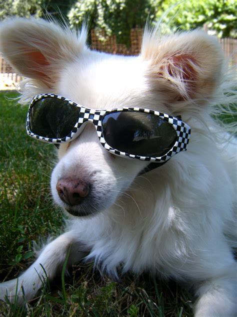 Tutorial Dog Sunglasses Dollar Store Crafts
