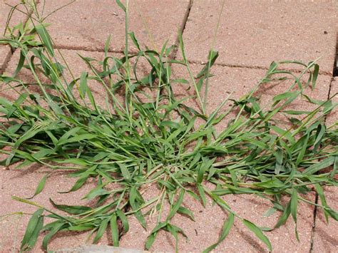 What Does Crabgrass Look Like A Closer Look At An Invader Oct 2020