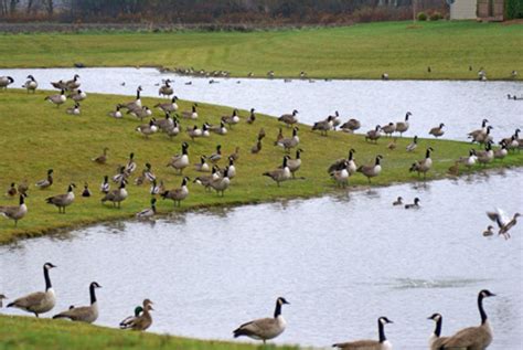 Living In Harmony With Wildlife Canadian Geese
