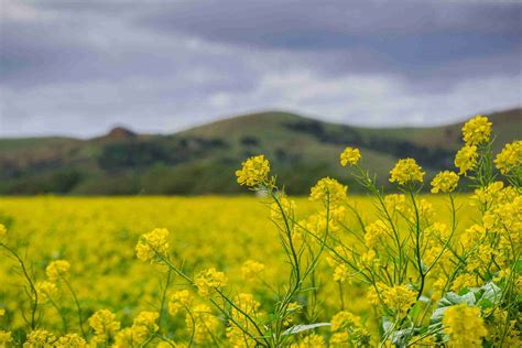 Mustard Growing Guide Limitless Growth