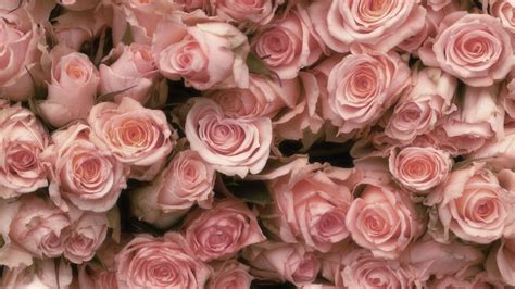 The great collection of pink rose wallpaper for desktop for desktop, laptop and mobiles. Pink Roses Wallpapers - Wallpaper Cave