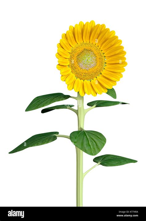 3d Rendering Sunflower On White Stock Photo Alamy