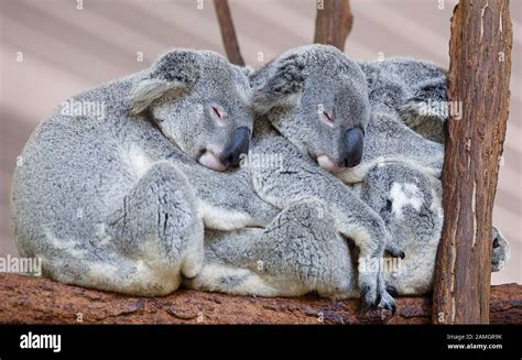 Koalas Sleeping Brisbane Ii Australia Stock Photo Alamy