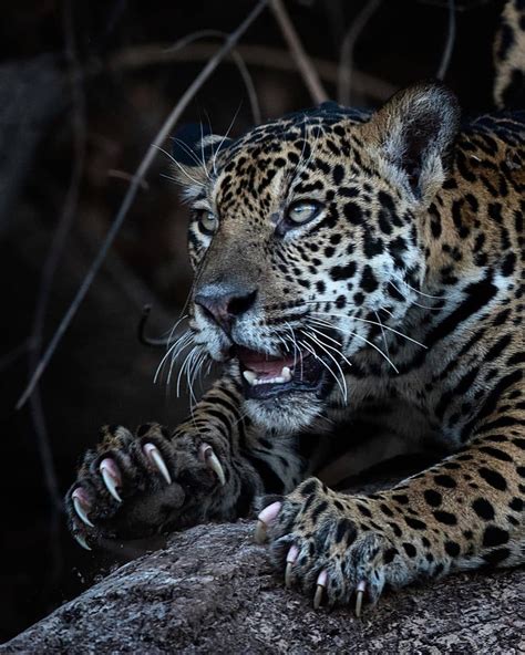 Big Cats Wildlife On Instagram Those Claws 🐆 😋 An Awesome Photo Of A