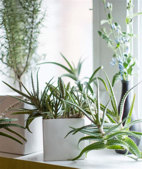 14 Hardy Houseplants That Will Survive The Winter