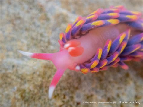Rainbow Sea Slug Found In A Rock Pool The Rock Pool Project