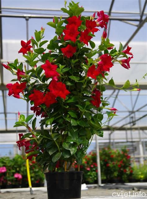 Mandevilla, commonly known as rocktrumpet, is native to southwestern united states, central america, mexico, south america, and west indies. Dipladenia - Mandeville - Sundaville - Biljke penjačice