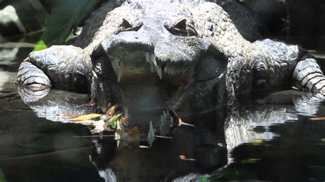 Crocodile San Diego Zoo Travel For Kids Youtube