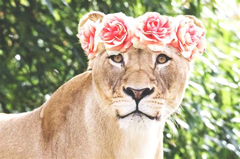 13 Coachella Ready Animals That Wore The Flower Crown Better Than Any