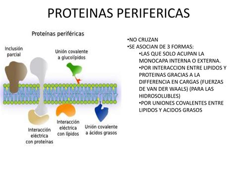 Proteina Integral E Periferica