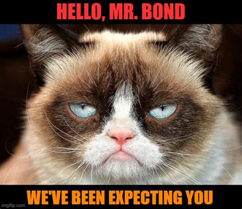 Grumpy Cat Belongs In A Classic Bond Film Imgflip