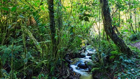 L11 Delle Foreste Tropicali Distrutte Può Essere Ripristinato Lifegate