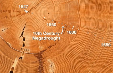 Know Your History From Tree Growth Rings Forestrypedia