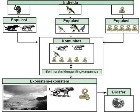 Macam Macam Satuan Makhluk Hidup Dalam Ekosistem Berpendidikan Com