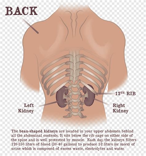 Mar 26, 2020 · while the rib cage provides secondary protection to organs in a human's abdominal area, it primarily protects the heart and lungs. Organs Within Ribcage : Dr Gaytri Gandotra Rib Cage Kidney ...