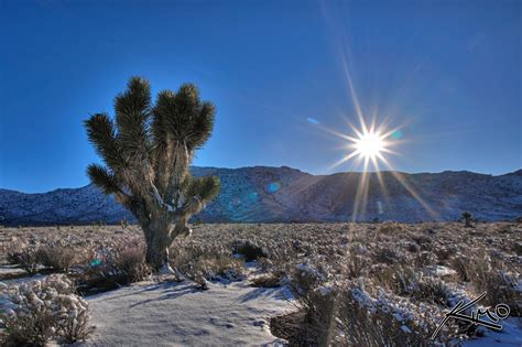 Mojave Desert Snow And Joshua Tree